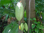 fève de cacao